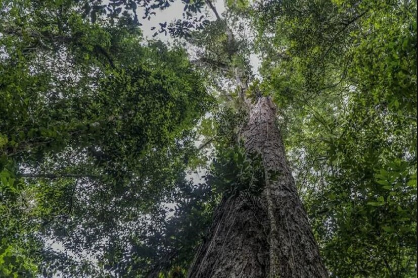 বিজ্ঞানীরা প্রথমবার ২০১৯ এ ৩ ডি ম্যাপিং প্রজেক্টে উপগ্রহ ছবির মাধ্যমে এই গাছের অস্তিত্ব সম্পর্কে জানতে পারে৷ এরপর বিজ্ঞানীরা সেখানে পৌঁছনোর ব্লু প্রিন্ট বানানো শুরু করেন৷ কিন্তু এতটাই মুশকিল এলাকা ছিল যা ১০ দিন পরে ফিরে আসতে হয়৷ এরপর তাঁরা ২৫০ কিলোমিটার পথ নদীপথে যাত্রা করেন৷ এরপরে তাঁরা গাছের কাছে পৌঁছনোর জন্য পাহাড়ি এলাকায় ২০ কিলোমিটার পায়ে হেঁটে পৌঁছতে হয়৷ বাতাসের কার্বন ডাই অক্সাইড শোষণ করে নেওয়ার কারণেই এই গাছের এতটা ওজন এমনটাই মানছেন বিজ্ঞানীরা৷  Photo- AFP