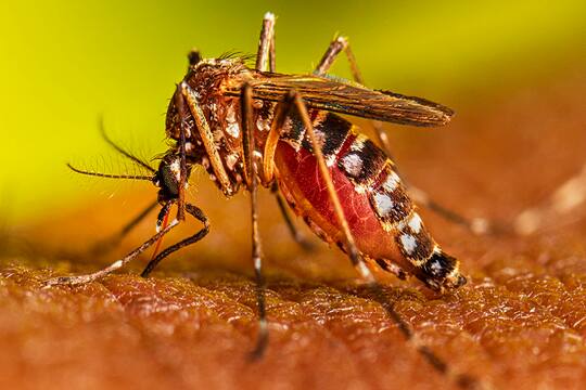 642 dengue cases in the state recorded during past 24 hrs  : Two deaths