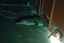 গঙ্গা থেকে বেরিয়ে সোজা ঘরে ঢুকে পড়ল কুমির, চার ঘণ্টা চলল উদ্ধার অভিযান! গঙ্গা থেকে বেরিয়ে সোজা ঘরে ঢুকে পড়ল কুমির, চার ঘণ্টা চলল উদ্ধার অভিযান!