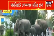মাদিরাহাট লোকালয়ে হাতির হানা, গ্রামে ঢুকল ৩০ থেকে ৩৫টি হাতি মাদিরাহাট লোকালয়ে হাতির হানা, গ্রামে ঢুকল ৩০ থেকে ৩৫টি হাতি