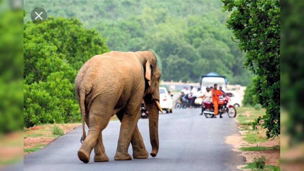 সুরাসক্ত হয়ে হাতির হামলায় মারা গেলে ক্ষতিপূরণ পাবে না মৃতের পরিবার 