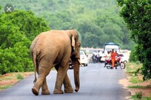সুরাসক্ত হয়ে হাতির হামলায় মারা গেলে ক্ষতিপূরণ পাবে না মৃতের পরিবার সুরাসক্ত হয়ে হাতির হামলায় মারা গেলে ক্ষতিপূরণ পাবে না মৃতের পরিবার