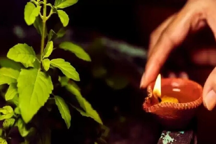 এই মাসে তুলসী পুজোর বিশেষ গুরুত্ব রয়েছে। তাই তুলসীগাছের সামনে প্রদীপ জ্বালানো শুভ বলে মনে করা হয়৷  সম্ভব হলে কার্তিক মাসে মাটিতে ঘুমান। এটা বিশ্বাস করা হয় যে এটি মনের মধ্যে পবিত্র চিন্তা নিয়ে আসে।