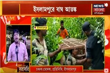 ইসলামপুরে বাঘ আতঙ্ক, বাঘের খাঁচা পাতল বন দফতর