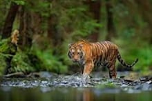 গোটা সপ্তাহ জুড়ে ইঞ্জিনিয়ারিং কলেজে ঘুরছে বাঘ! বন্ধ ক্যাম্পাস, আতঙ্কে এলাকাবাসী