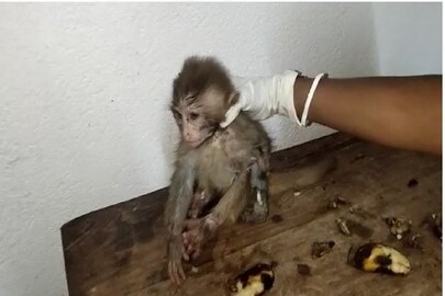 স্বাস্থ্যকেন্দ্রে সেই বাঁদর শাবক৷ স্বাস্থ্যকেন্দ্রে সেই বাঁদর শাবক৷