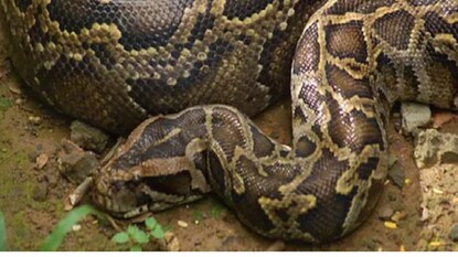 Representative Image Representative Image