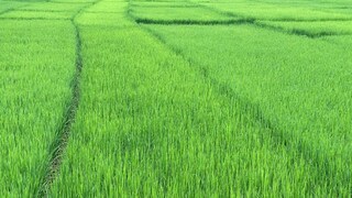 Mason died by touching electricware