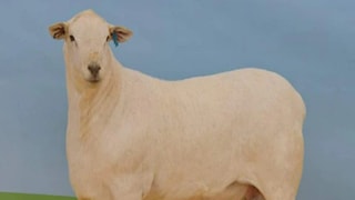 বিশ্বের সবচেয়ে দামি ভেড়া ! ২ কোটি টাকায় বিক্রি হল অস্ট্রেলিয়ায় বিশ্বের সবচেয়ে দামি ভেড়া ! ২ কোটি টাকায় বিক্রি হল অস্ট্রেলিয়ায়