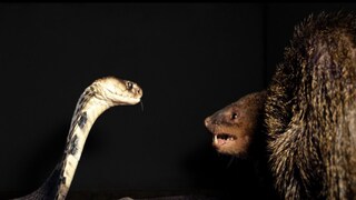 সাপে-নেউলে সম্মুখ সংঘাত