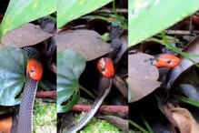 বন্ধুকেই কি গিলে ফেলল লাল মুখো সাপ! ভাইরাল ভিডিও দেখে মাথায় হাত নেট পাড়ার বন্ধুকেই কি গিলে ফেলল লাল মুখো সাপ! ভাইরাল ভিডিও দেখে মাথায় হাত নেট পাড়ার