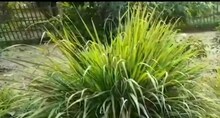 ডেঙ্গির থেকে বাঁচতে বাড়িতে লাগান সিট্রোনেলা ঘাস! সামান্য যত্নে পাবেন সুরক্ষা!