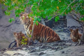 সুন্দরবনের