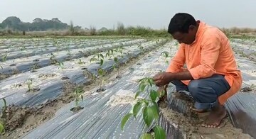 পলি