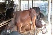 শিলিগুড়িতে ফের বৈধ নথি ছাড়া পারাপার, উদ্ধার ৩টি গরু, গ্রেফতার ২!