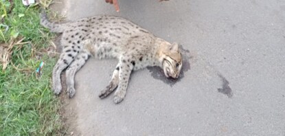 বাঘরোলের মৃত্যু