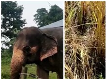 হাতির ভয়ে পাকার আগেই ধান কেটে নিচ্ছেন সাঁতালি এলাকার কৃষকরা