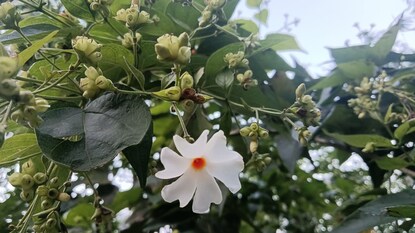 শিউলি ফুলের উপকারিতা শিউলি ফুলের উপকারিতা