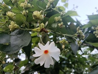 শিউলি ফুলের উপকারিতা