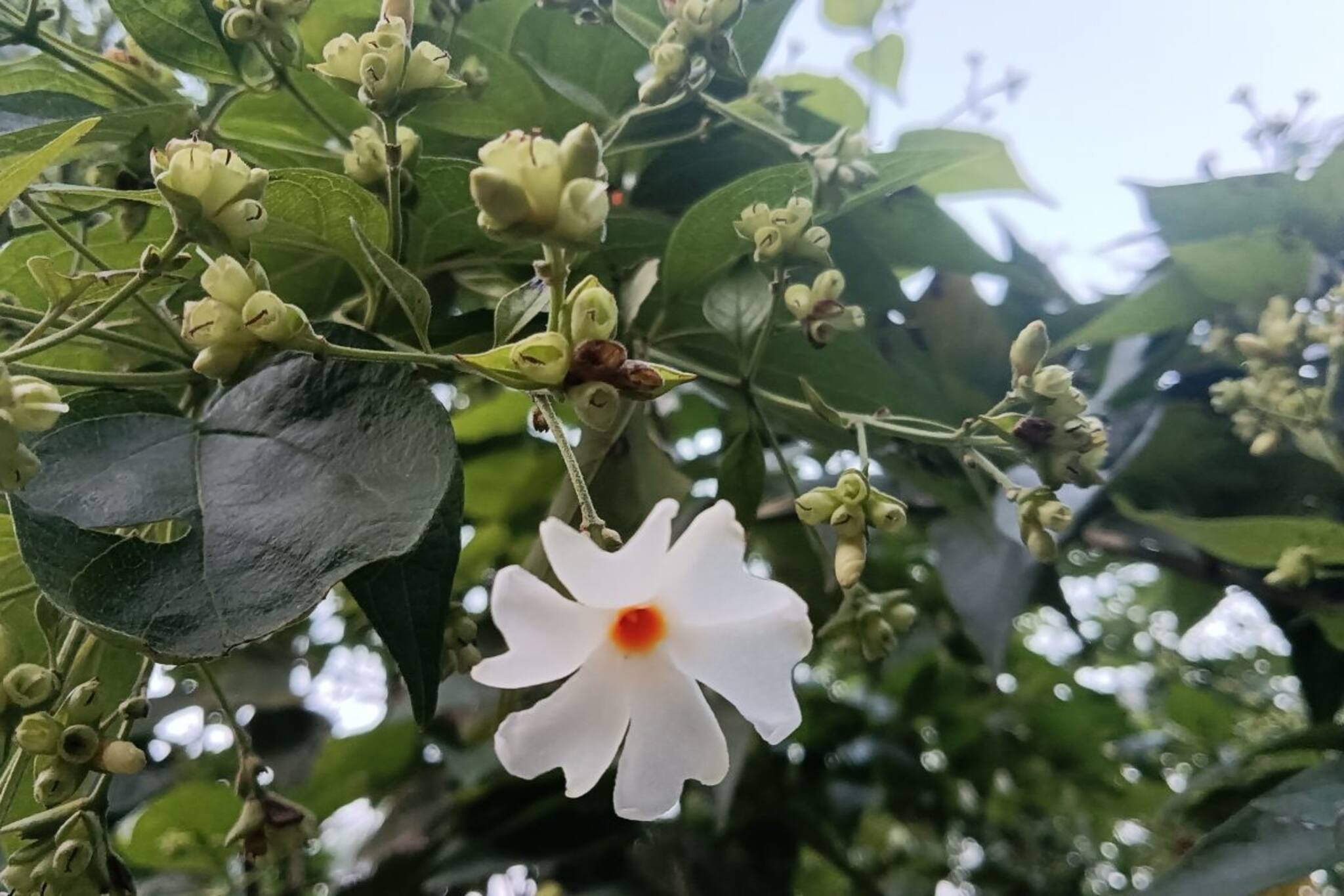 স্বর্গের পারিজাত বৃক্ষ আপনিও চেনেন, জানেন এই গাছ থাকলে সব বিপদ থেকে মুক্তি