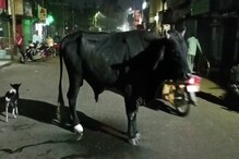 এ যাত্রায় প্রাণ রক্ষা ধর্ম ষাঁড়ের, দেড় মাস লাগাতার প্রয়াস ব্যবসায়ীদের এ যাত্রায় প্রাণ রক্ষা ধর্ম ষাঁড়ের, দেড় মাস লাগাতার প্রয়াস ব্যবসায়ীদের