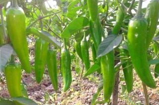 হাইব্রিড বুলেট লঙ্কা
