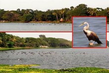 শীতের আগেই গোবরডাঙার বাওড়ে উড়ে এসেছে পরিযায়ী পাখির দল