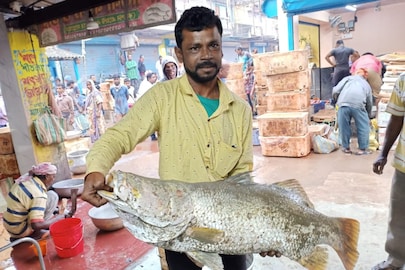 শ্যামপুরে মৎস্যজীবীর জালে বিশালাকার ভেটকি