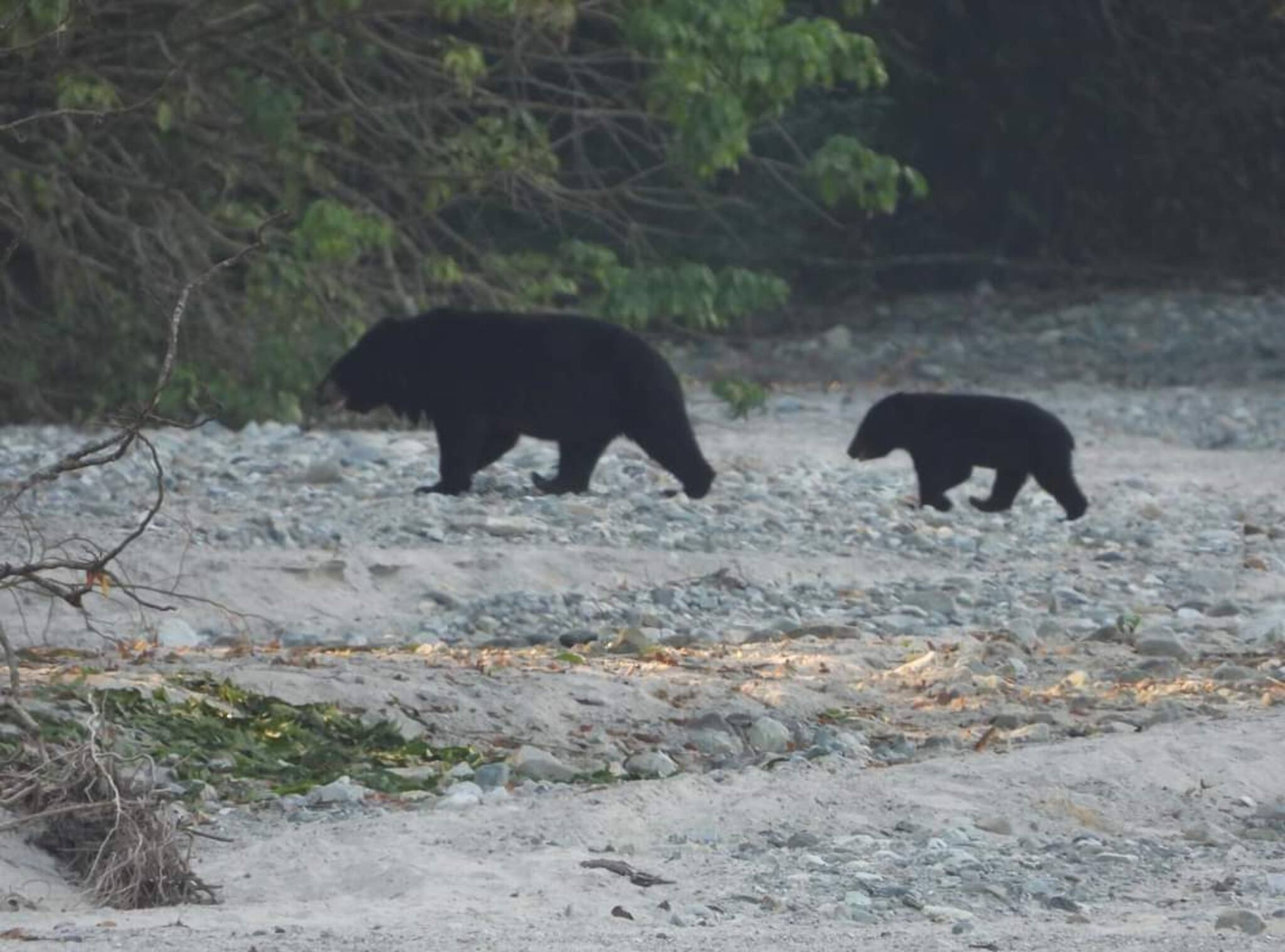 গভীর রাতে চিৎকার! গ্রামে হানা দিয়েছে ভাল্লুকের দল! সঙ্গে সন্তান! দেখুন ভিডিও