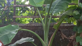 টান টান ভাবে শুয়ে আছে অজগর 