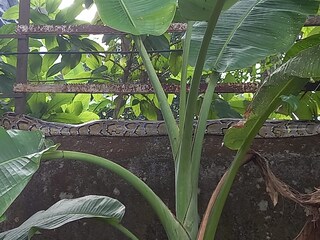 টান টান ভাবে শুয়ে আছে অজগর 