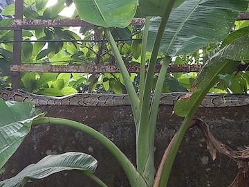 টান টান ভাবে শুয়ে আছে অজগর 