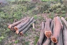 অজান্তেই কেটে ফেলা হল ৫০১ টি গাছ! কেন অনুমতি! প্রশ্ন পড়ুয়াদের