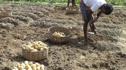 রাজ্যে প্রয়োজনের তুলনায় দ্বিগুণ আলু মজুত থেকেও, বেশি দামে আলু কিনতে হচ্ছে মানুষকে রাজ্যে প্রয়োজনের তুলনায় দ্বিগুণ আলু মজুত থেকেও, বেশি দামে আলু কিনতে হচ্ছে মানুষকে