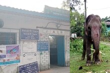বুনো হাতির হানায় শামুকতলায় জখম এক বৃদ্ধ