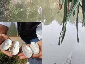 নিজস্ব