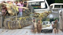 কুমির নাকি গ্রেফতার? কোথায় পরানো হল হাতকড়া! ২০০ কেজির প্রাণীকে নিয়ে ভাইরাল কাণ্ড কুমির নাকি গ্রেফতার? কোথায় পরানো হল হাতকড়া! ২০০ কেজির প্রাণীকে নিয়ে ভাইরাল কাণ্ড
