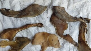 কালিয়াচকে উদ্ধার বিপুল পরিমাণ কচ্ছপের দেহাংশ ! 