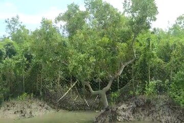 সুন্দরবনের