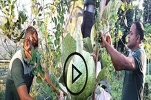 মিশ্র চায়ে দিশা দেখাচ্ছেন স্কুল শিক্ষক! স্কুল শিক্ষকতার পাশাপশি করছেন বহু ধরনের চাষ! মিশ্র চায়ে দিশা দেখাচ্ছেন স্কুল শিক্ষক! স্কুল শিক্ষকতার পাশাপশি করছেন বহু ধরনের চাষ!