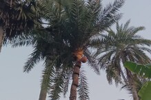 গুড়প্রিয়দের জন্য মন খারাপের খবর, গাছে অমিল খেজুরের রস গুড়প্রিয়দের জন্য মন খারাপের খবর, গাছে অমিল খেজুরের রস