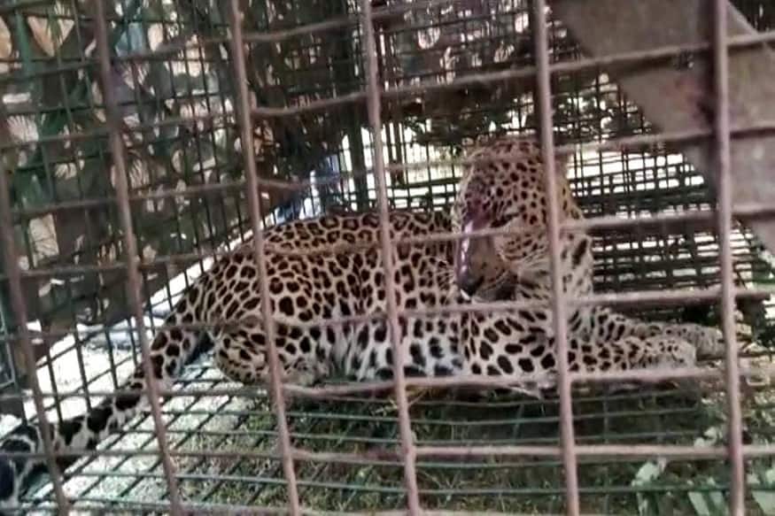 Leopard trapped in a cage fitted for bear
