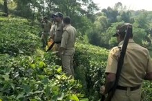 আবার এসেছে সে! ভয়ে কাঁটা মালবাজারের চা শ্রমিকেরা, খোঁজ পেতে উড়ল ড্রোনও