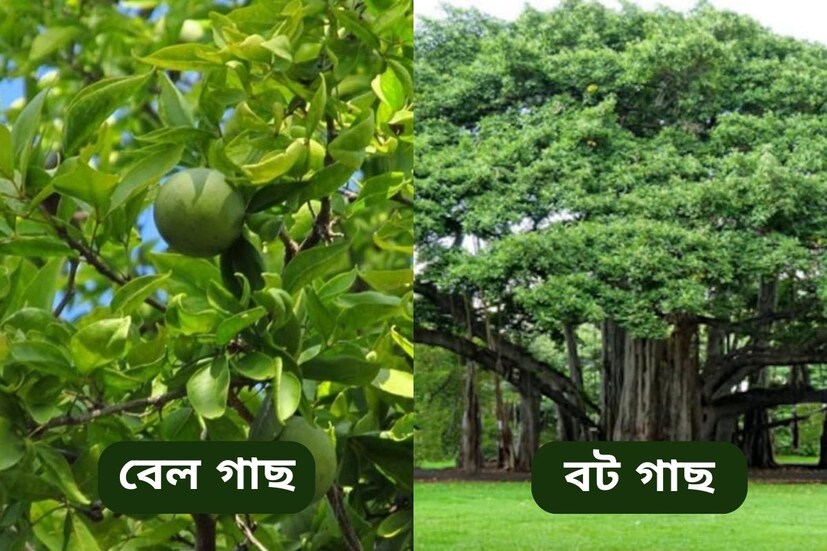দেবাদিদেব মহাদেব বেল গাছ  ও বটবৃক্ষে বাস করেন বলে বিশ্বাস করা হয়। নিয়মিতভাবে ভগবান শিবকে বেল পাতা নিবেদন করলে সব ইচ্ছা পূরণ হয়। অন্যদিকে, ত্রয়োদশীর দিন বটবৃক্ষের পুজো করে মহাদেব খুশি হন এবং সংসারে শান্তি বজায় থাকে৷