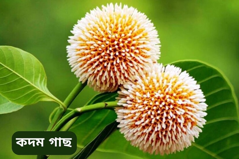 ধর্মীয় বিশ্বাস অনুসারে, মা লক্ষ্মী কদম্ব বা কদম গাছে বাস করেন বলে বিশ্বাস করা হয়। দেবী লক্ষ্মীর বিশেষ আশীর্বাদ পেতে হলে কদম গাছের নিচে বসে যজ্ঞ করতে হবে। এতেই মা লক্ষ্মীর আশীর্বাদে আপনার ঘরে সুখ সমৃদ্ধিতে ভরে উঠবে৷