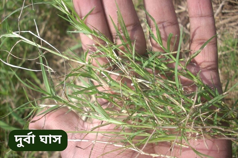 ধর্মীয় বিশ্বাস অনুসারে, প্রতি বুধবার নিয়মিতভাবে হলুদের সঙ্গে  দুর্বা গণেশকে অর্পণ করলে সব ধরণের ঝামেলা দূর হয়। Disclaimer- এই প্রতিবেদন News 18 Bangla-র নিজস্ব মত নয় এটা প্রচলিত মতের ভিত্তিতে লেখা একটি প্রতিবেদন৷  