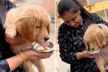 পোষ্য কুকুরকে ফুচকা- টকজল খাওয়াচ্ছেন মালকিন! আহ্লাদে সমালোচনায় মাত নেটপাড়া পোষ্য কুকুরকে ফুচকা- টকজল খাওয়াচ্ছেন মালকিন! আহ্লাদে সমালোচনায় মাত নেটপাড়া