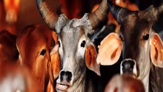 গরু পাচার তদন্তে ইডির জেরা, রাজীব-অনুব্রত যোগ! 