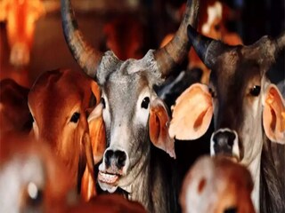 গরু পাচার তদন্তে ইডির জেরা, রাজীব-অনুব্রত যোগ! 