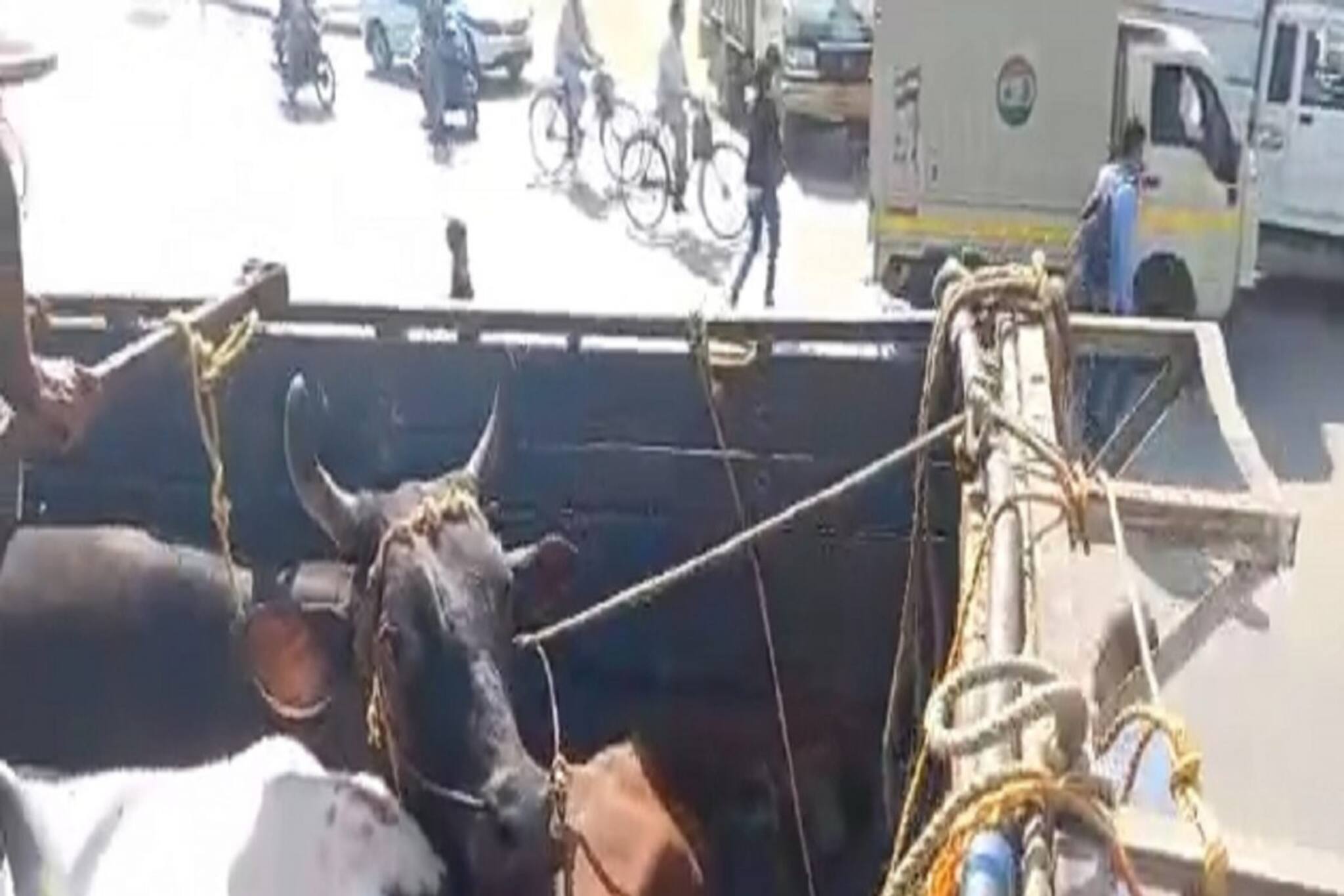 গরু পাচার রুখতে বিজেপির দলীয় কর্মীরা নিজেরাই হাতে তুলে নিলেন পুলিশের কাজ